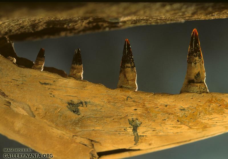 fossil muskie teeth.jpg
