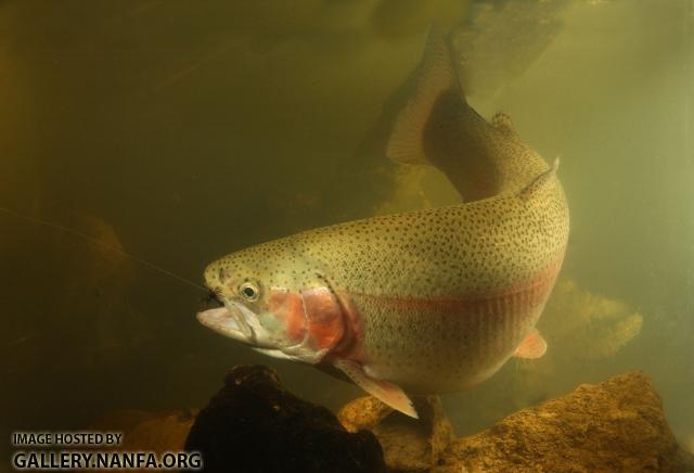 trout -0249 (54).jpg