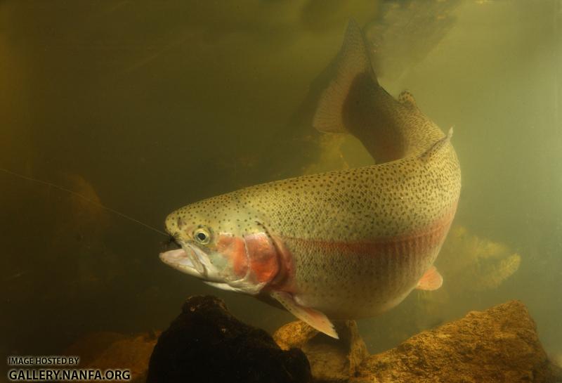 trout -0249 (54).jpg