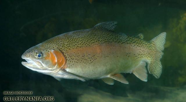 trout -0249 (53).jpg