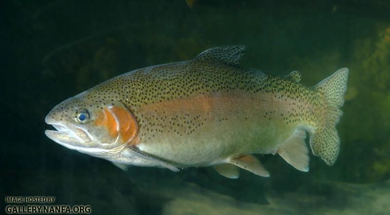 trout -0249 (53).jpg