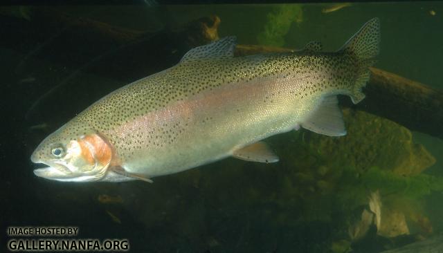 trout -0249 (52).jpg