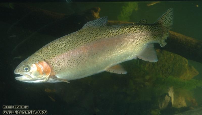 trout -0249 (52).jpg