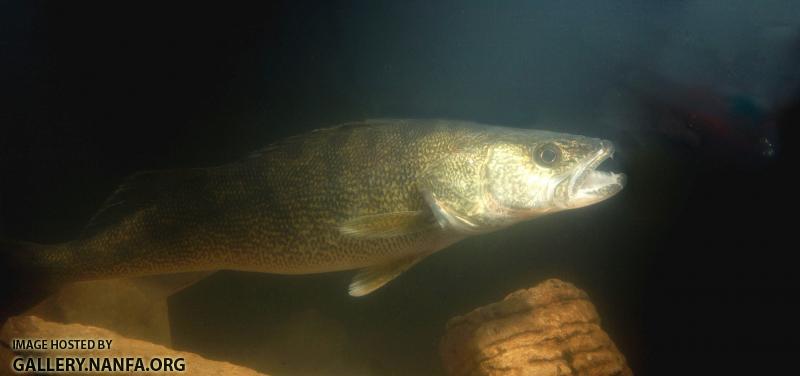 walleye fishing (104).jpg