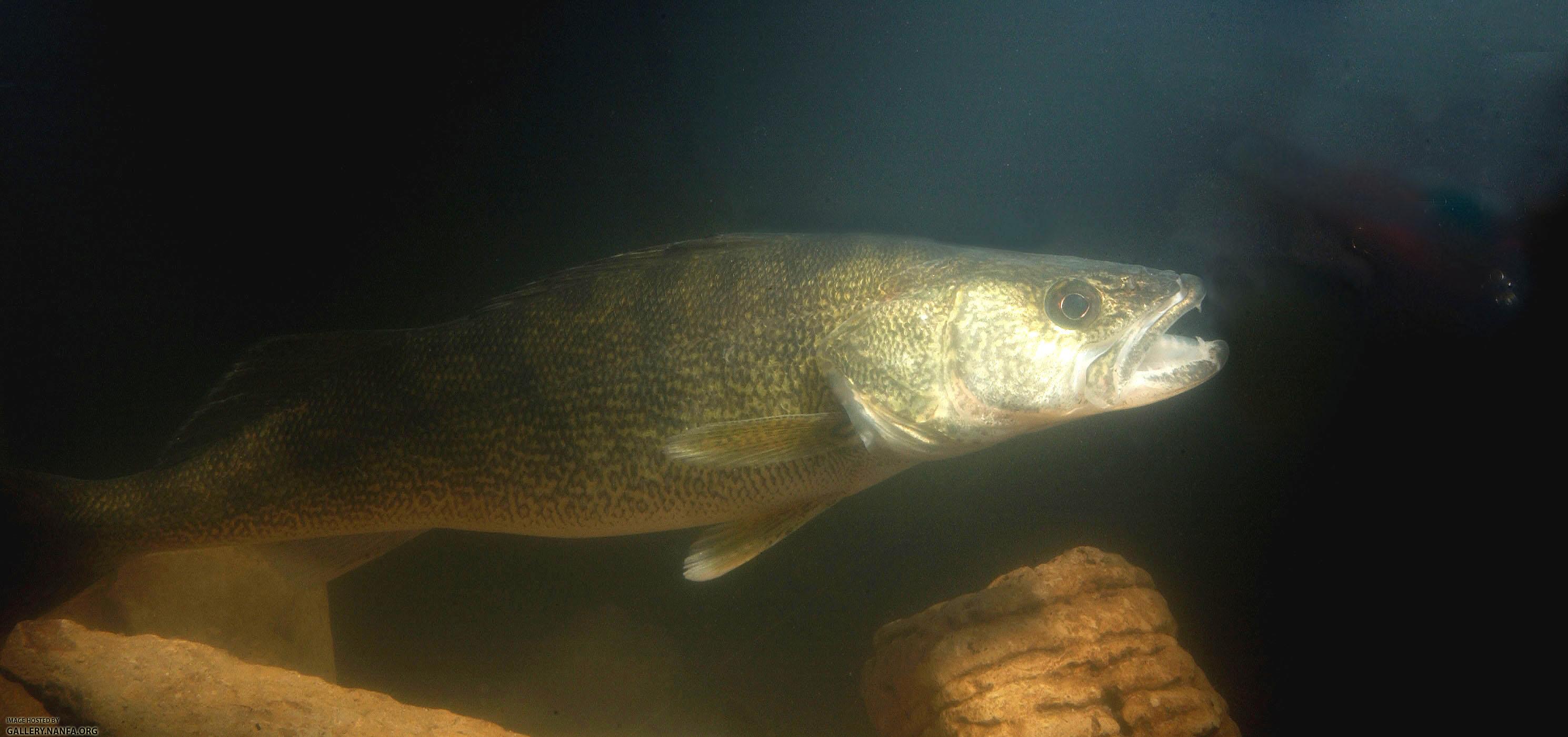 walleye fishing (104).jpg