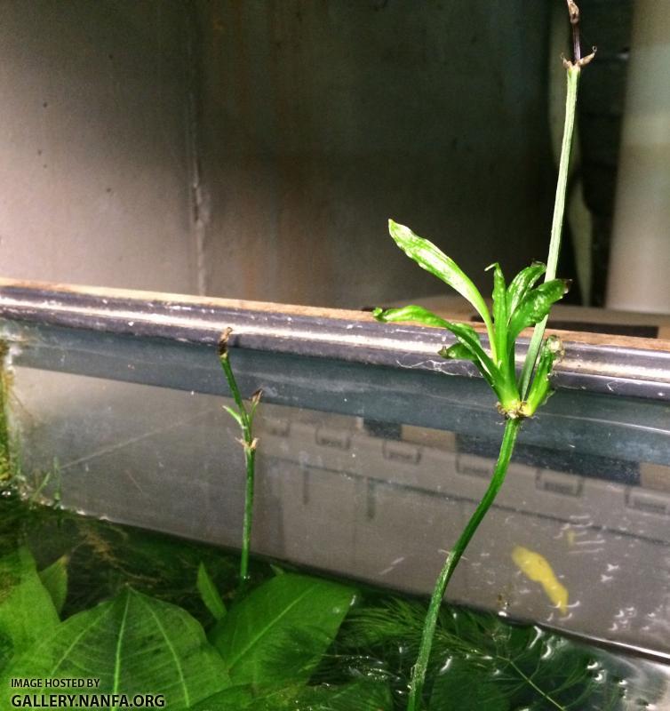 Amazon Sword Growing Out of Water 