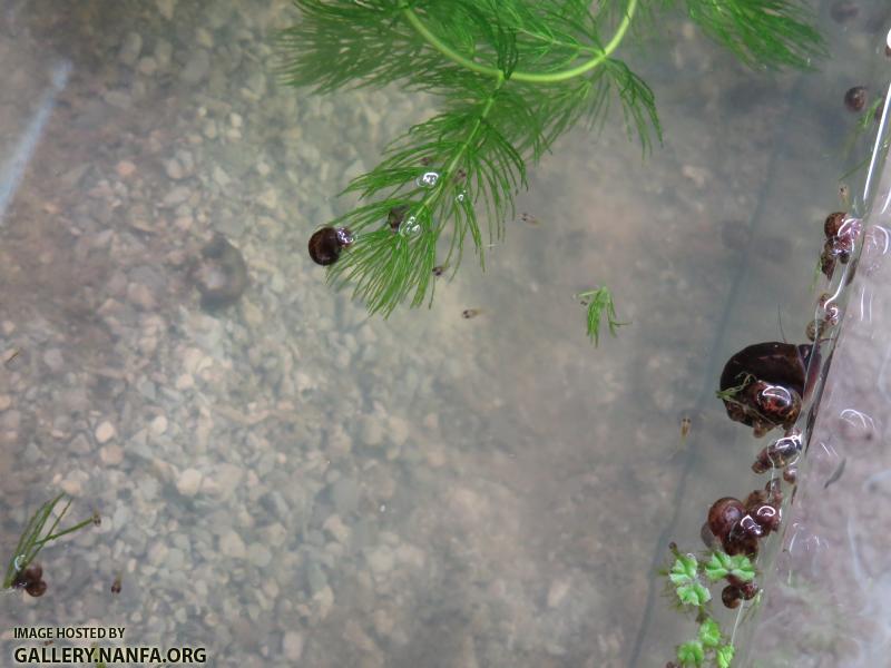 baby elassoma okefenokee