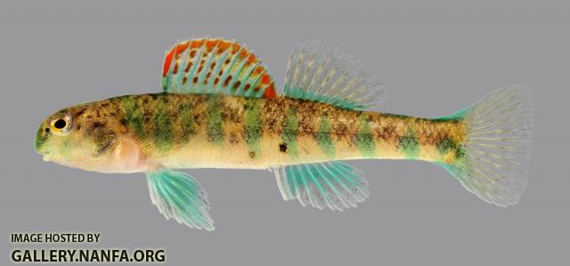 Etheostoma baileyi Emerald Darter 002-2500