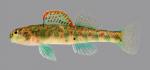 Etheostoma baileyi Emerald Darter 002-2500