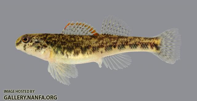 Etheostoma baileyi Emerald Darter 153-2500