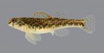 Etheostoma baileyi Emerald Darter 153-2500