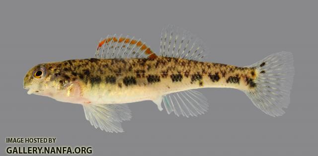 Etheostoma baileyi Emerald Darter 185-2500