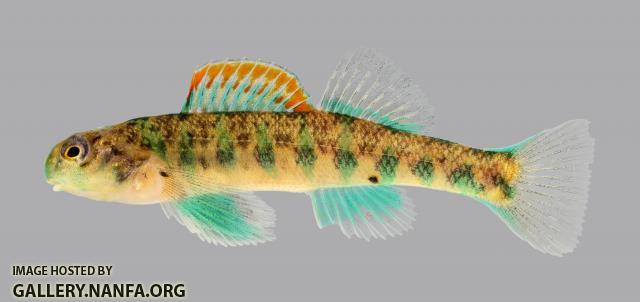 Etheostoma baileyi Emerald Darter 242-2500