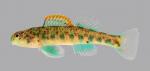 Etheostoma baileyi Emerald Darter 242-2500