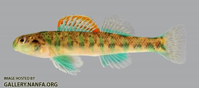 Etheostoma baileyi Emerald Darter 266-2500