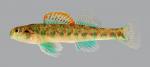 Etheostoma baileyi Emerald Darter 266-2500