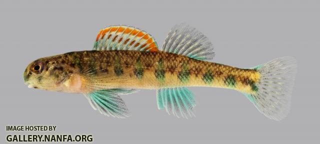 Etheostoma baileyi Emerald Darter 287-2500