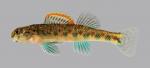 Etheostoma baileyi Emerald Darter 287-2500