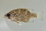 Ambloplites rupestris juvenile1 by BZ