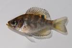 Centrarchus macropterus juvenile1 by BZ