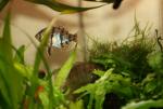 Enneacanthus chaetodon pair durring courtship2 by JZ