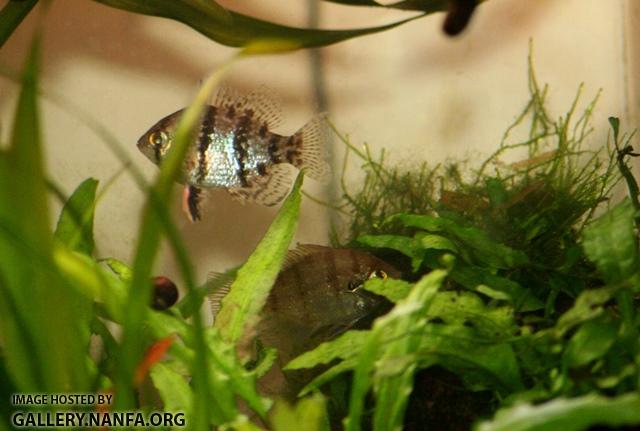 Enneacanthus chaetodon pair durring courtship2 by JZ