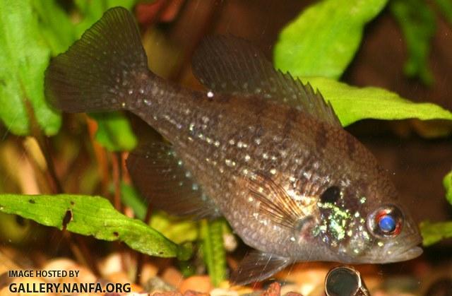 Enneacanthus gloriosus female1 by BZ