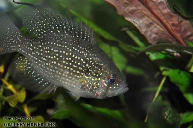 Enneacanthus gloriosus male3 by BZ