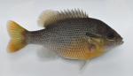 Lepomis auritus female1 by BZ