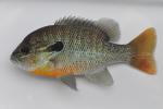 Lepomis auritus male3 by BZ