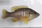 Lepomis cyanellus female1 by BZ