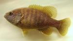 Lepomis cyanellus female2 by BZ