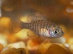 Lepomis cyanellus juvenile1 by BZ