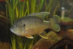 Lepomis cyanellus male1 by BZ