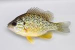 Lepomis gibbosus female1 by BZ