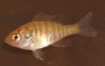 Lepomis gibbosus juvenile1 by BZ