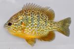 Lepomis gibbosus male1 by BZ