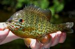 Lepomis gibbosus male2 by BZ