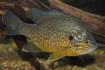 Lepomis gibbosus male3 by BZ