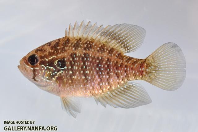 Bluespotted Sunfish – Live Aquaponics