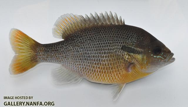 Lepomis auritus female1 by BZ