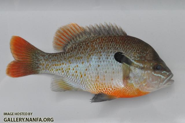 Lepomis auritus male1 by BZ