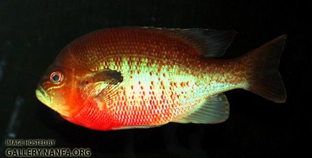 Lepomis auritus male4 by BZ