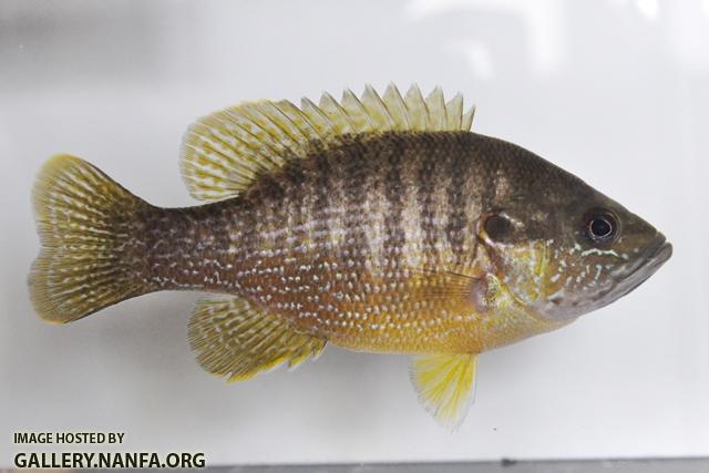 Lepomis cyanellus female1 by BZ