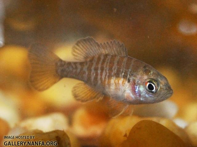 Lepomis cyanellus juvenile1 by BZ