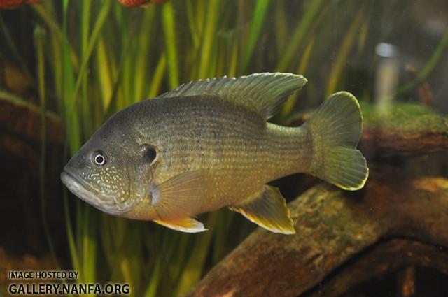 Lepomis cyanellus male1 by BZ