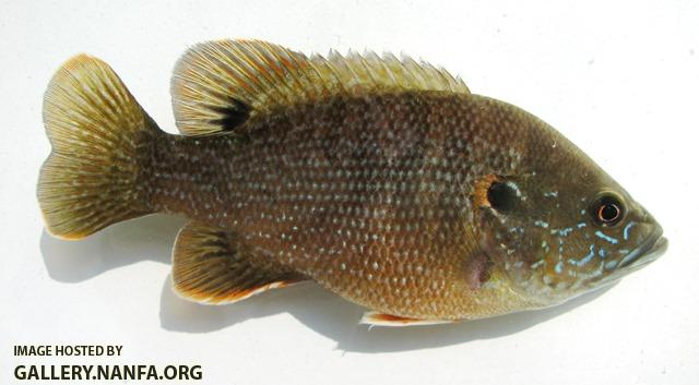 Lepomis cyanellus male3 by JZ