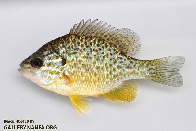 Lepomis gibbosus female1 by BZ