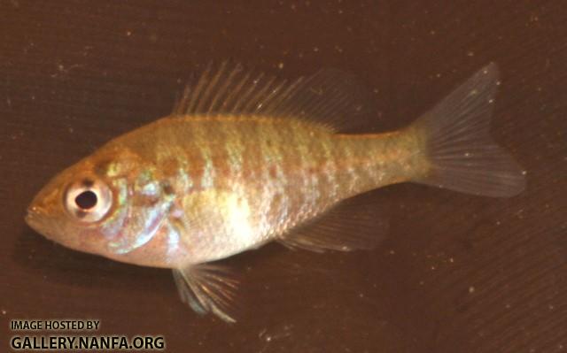 Lepomis gibbosus juvenile1 by BZ