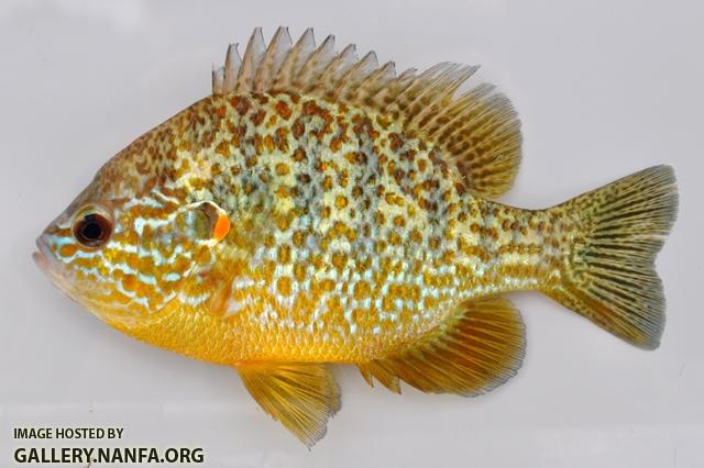 Lepomis gibbosus male1 by BZ